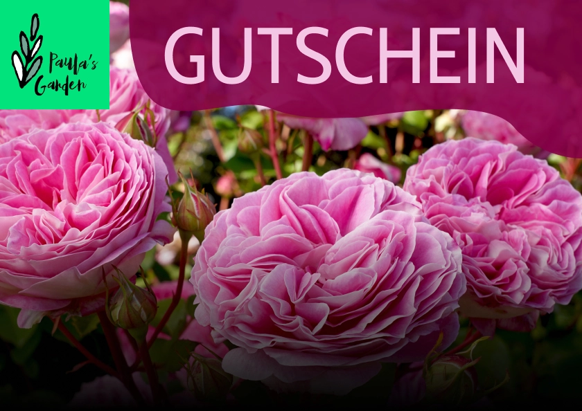 Gutscheinvorschau von Roses and more