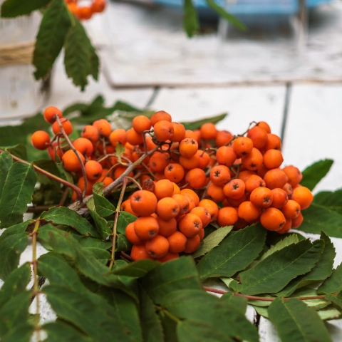 Detailaufnahme von orangefarbenen Beerenzweigen, dekorativ auf Holzuntergrund platziert.
