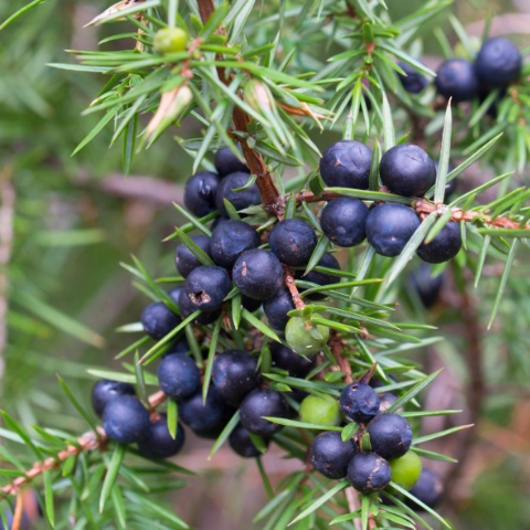 Frische Wacholderbeeren auf einem Ast, Detailaufnahme der Naturpflanze.